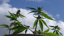 Канада либерализира достъпа до медицинска марихуана