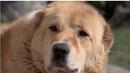 Кастрират и ваксинират безплатно домашни кучета в София