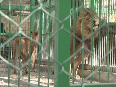 Столичният зоопарк навършва 130 години