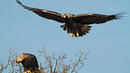 Продължава дейностите по европейски проект за опазване на Царския орел