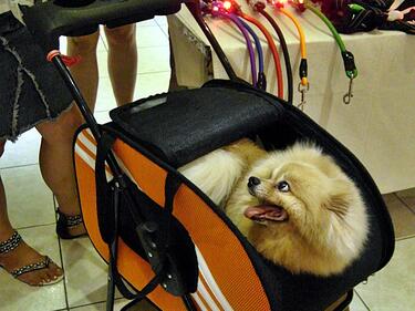 Вашето куче има ли нужда от бебешка количка?