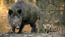 Забраниха груповия лов на дива свиня
