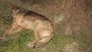 Зверство: Три изродчета убиха с шутове кротко куче в Дряново