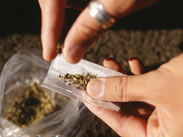 Спипаха над половин тон марихуана в община Петрич
