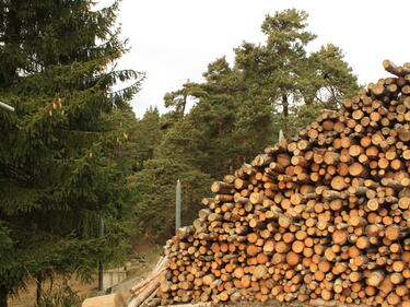 Ето колко ще ни струват дървата и въглищата за тази зима