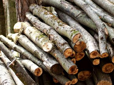 Към 40 бона от незаконен дърводобив откриха след арестите в Своге