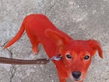 Гавра: Откриха кученце, боядисано с червена боя в ромска махала