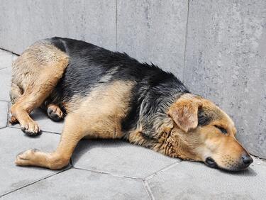 Пожарникари извадиха бездомно куче от шахта в Попово