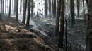 Пожарът в Родопите е овладян