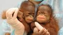 Орангутанчета близнаци се родиха в Китай

