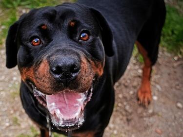 Би Би Си: Българин е замесен в международна мрежа за търговия с кучета за боеве