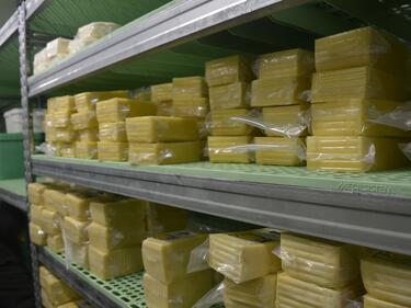 Семейна мини мандра произвежда качествени продукти от планинско мляко