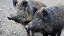 Нови случаи на Африканска чума при диви свине в Силистра и Добрич
