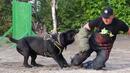 Треньор на свирепата порода Кане Корсо: Петте кучета трябва да бъдат умъртвени