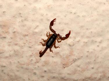 Бургас пропищя от нашествие на черни скорпиони, нахлуват и в домовете на хората