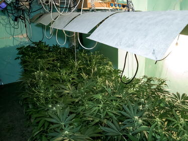 300 килограма марихуана откриха полицаи край Петрич
