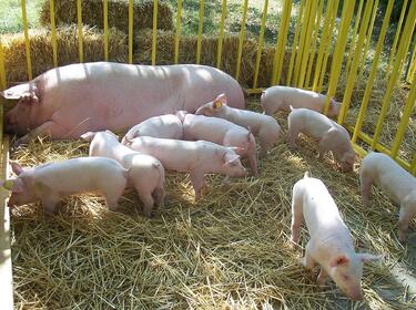 Обявиха бедствено положение в област Русе заради чумата по прасетата
