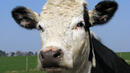 Над 1000 крави, хранени с опасен фураж, на пазара в Япония