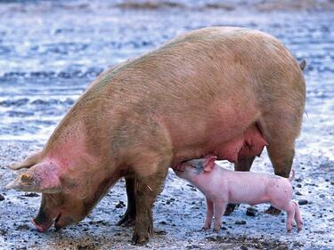 Две свинеферми с 80 000 прасета в Русенско вече са празни
