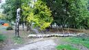 Голямо дърво падна на алея в пловдивски парк