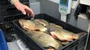 БАБХ насочи за унищожаване 217 кг риба без документи, установена при проверките за Никулден
