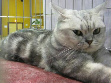 Най-хубавите котки се събраха във Велико Търново