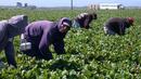 Германия въвежда процедура за влизане на български сезонни работници
