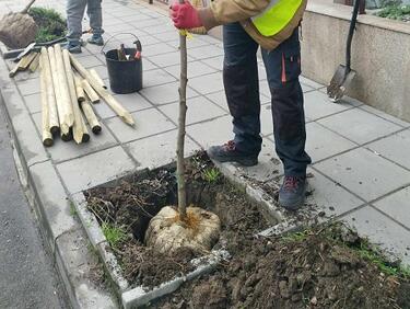 Нови дръвчета по някои улици и булеварди в София