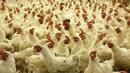 Откриха ново огнище на птичи грип в Асеновград
