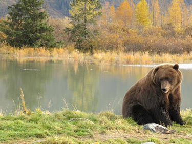 Намаляват щетите, нанесени от мечки в Смолянско