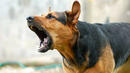 Десетки кучета живеят в адски условия в "къща на ужасите" в квартал Бояна