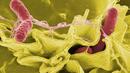 Учени: Британският щам на коронавируса е мутирал отново
