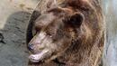 В България живеят около 550 кафяви мечки