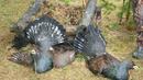 Над 1400 диви птици ще бъдат разселени край Велико Търново