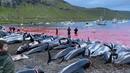 Поредно зверство! Масово клане на 1400 делфина край Фарьорските острови
