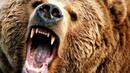 Бракониер е застрелял мечката, която тормозеше от 1 месец родопски села