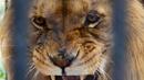 13-годишният африкански лъв почина от коронавирус 