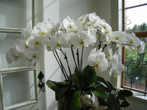 Орхидеите са цветя с история над 3000 години Оттогава са