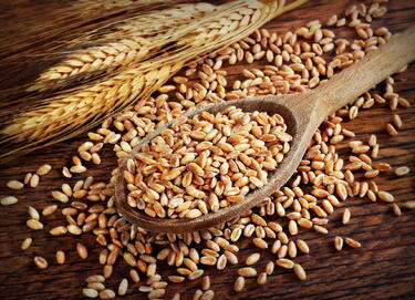 Няма забрана за износ на зърно от страната, категоричен е Василев