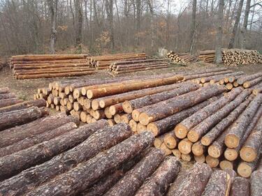 Депутат от ПП: Десетки милиони изтичат през схеми в дърводобива