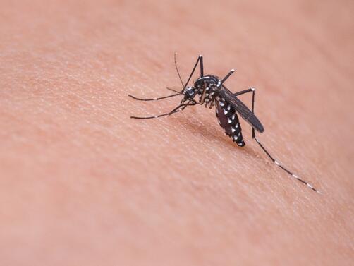 За да се предпазим от комари, е необходимо да се