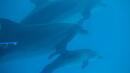Заради войната: Невероятна инвазия от делфини по Южното ни Черноморие