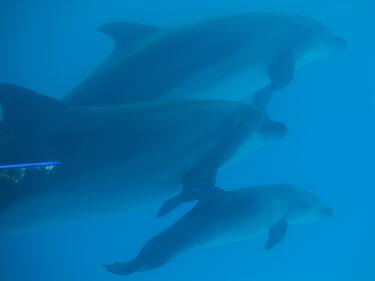 Заради войната: Невероятна инвазия от делфини по Южното ни Черноморие