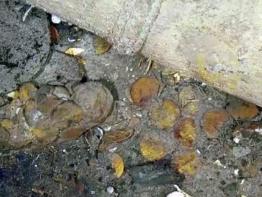 Спор за несметните съкровища, които бяха открити в потъналия кораб "Сан Хосе" в Карибско море