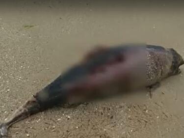 Притеснително: Над 60 мъртви делфина е изхвърлило морето у нас само за 7 месеца