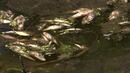 Изгарят над 20 тона мъртва риба от рибарниците в Искрец