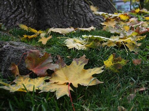 Златната есен е в разгара си парковете в София