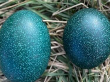 Щраусите в бургаския зоопарк изненадаха с уникални тюркоазени яйца