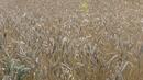 Реколтата от пшеница - застрашена от рязко застудяване