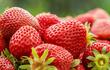 3 пъти по-скъпи плодове чакат този сезон в Кюстендилско